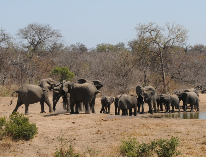 Image of African bush elephant