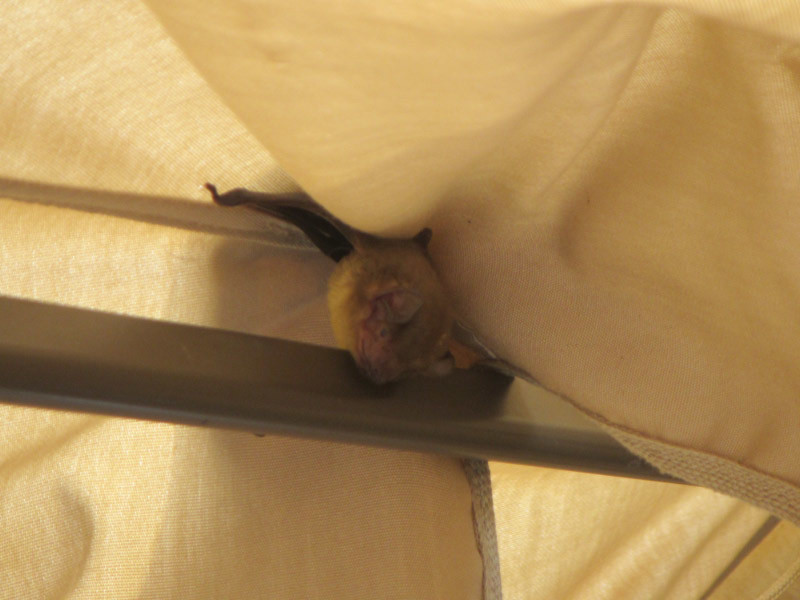 Image of House Bats