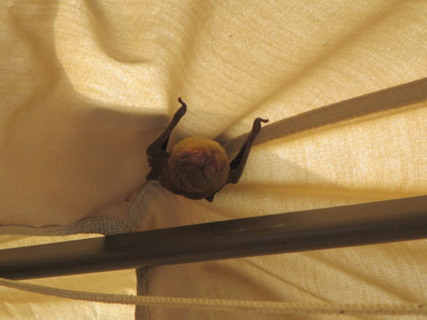 Image of House Bats