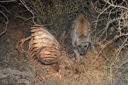 Image of Spotted Hyaenas