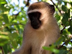 Image of Vervet Monkey