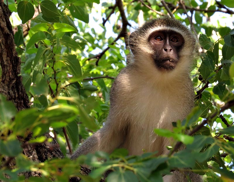 Image of Vervet Monkey