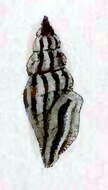 Image of Citharomangelia planilabroides (Tryon 1884)