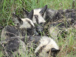 Image of African Hunting Dog