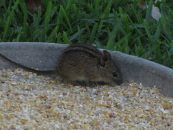 Image of Four-striped Grass Mouse