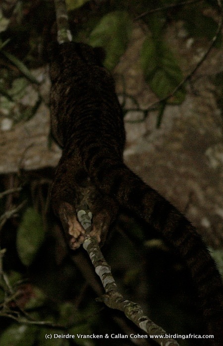 Image of African palm civets