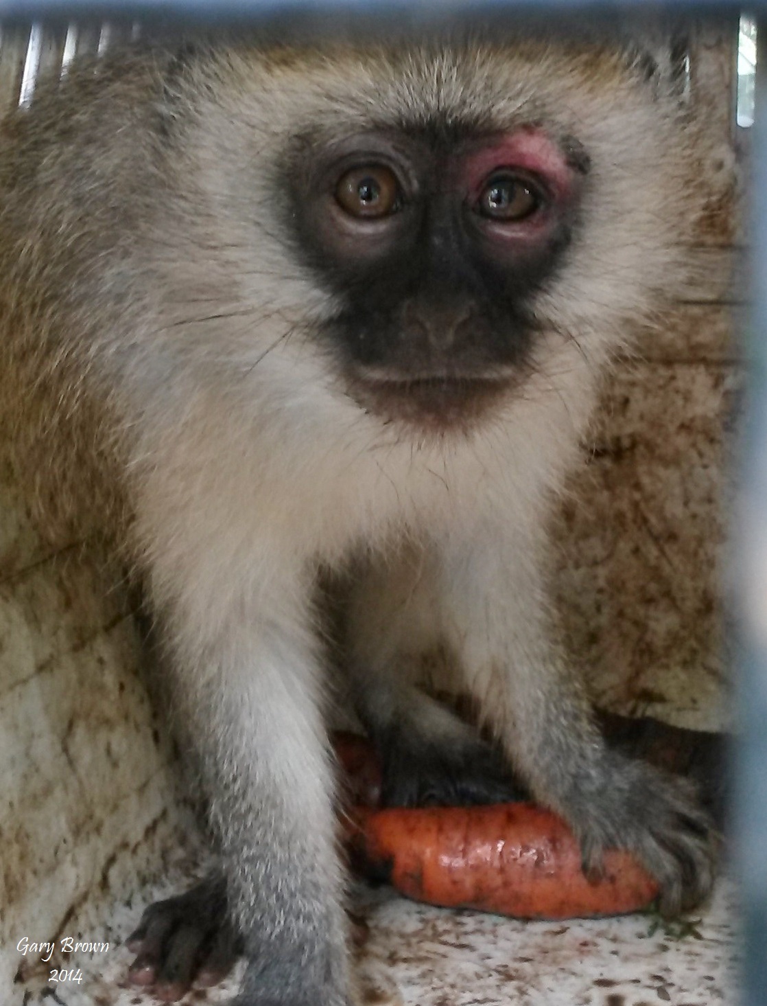 Image of Vervet Monkey