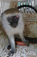 Image of Vervet Monkey