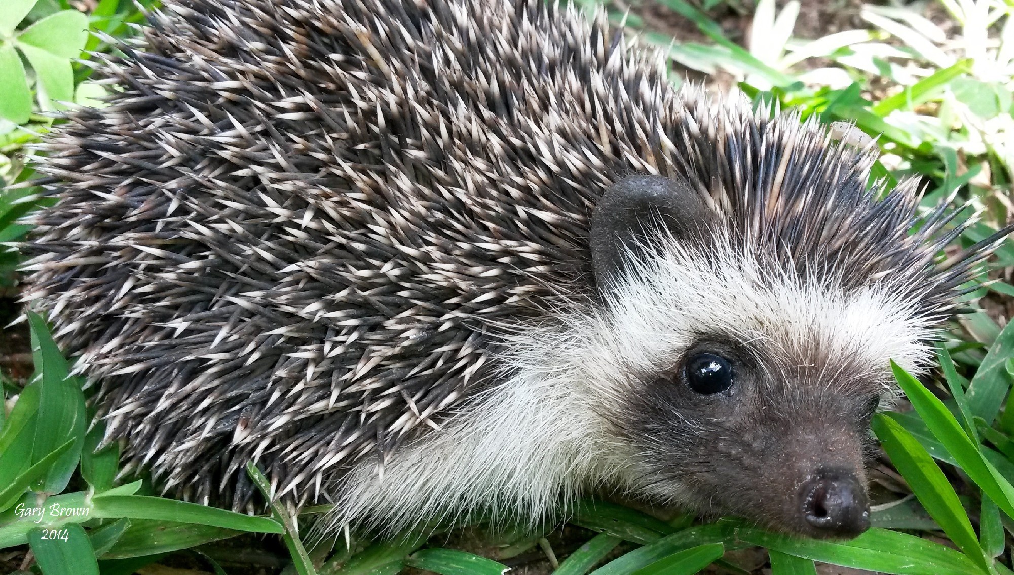 Image of Four-toed Hedgehog