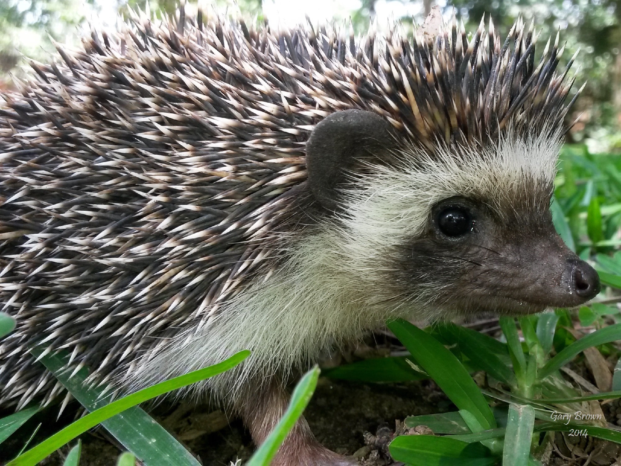 Image of Four-toed Hedgehog