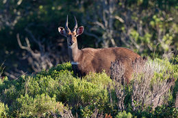 Image of Bushbuck