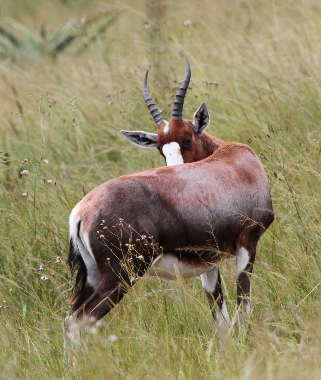 Image of Blesbok