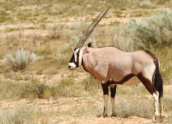 Image of Gemsbok