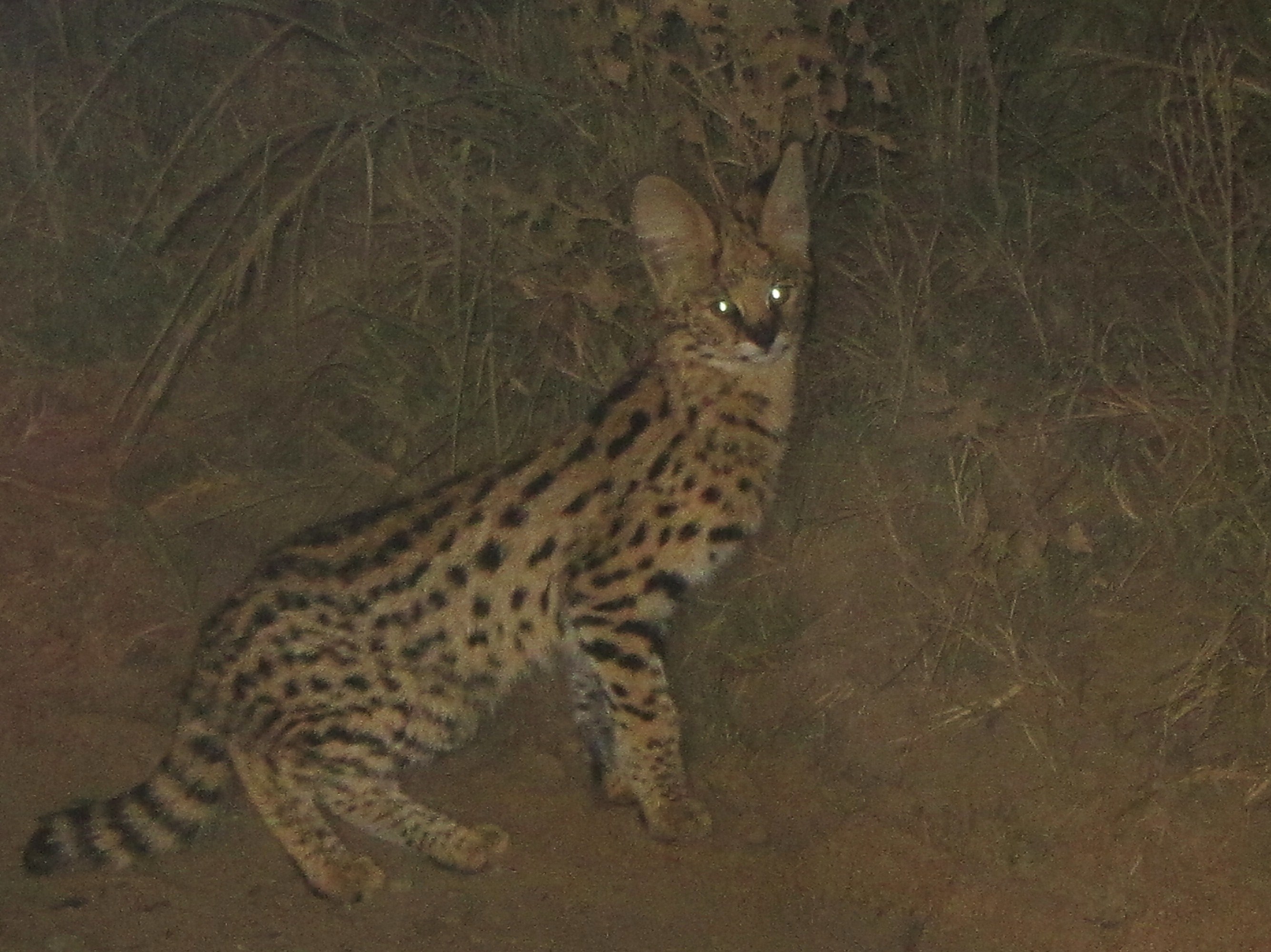 Leptailurus Severtzov 1858 resmi