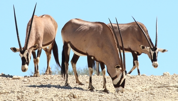 Image of Gemsbok