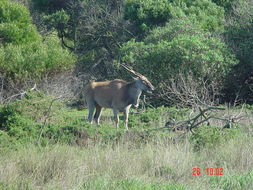 Image of Eland