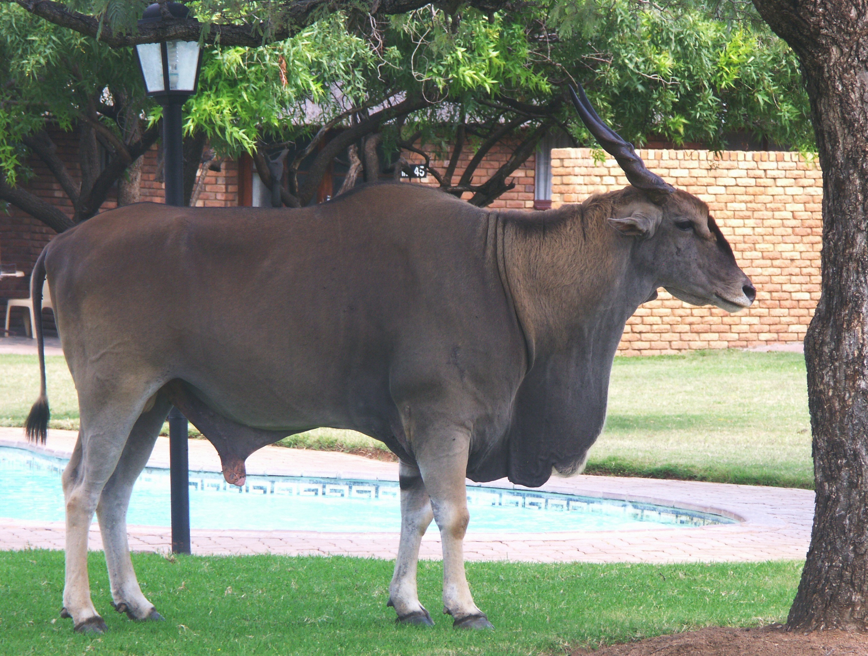 Image of Eland