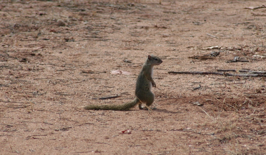 Paraxerus cepapi (A. Smith 1836)的圖片