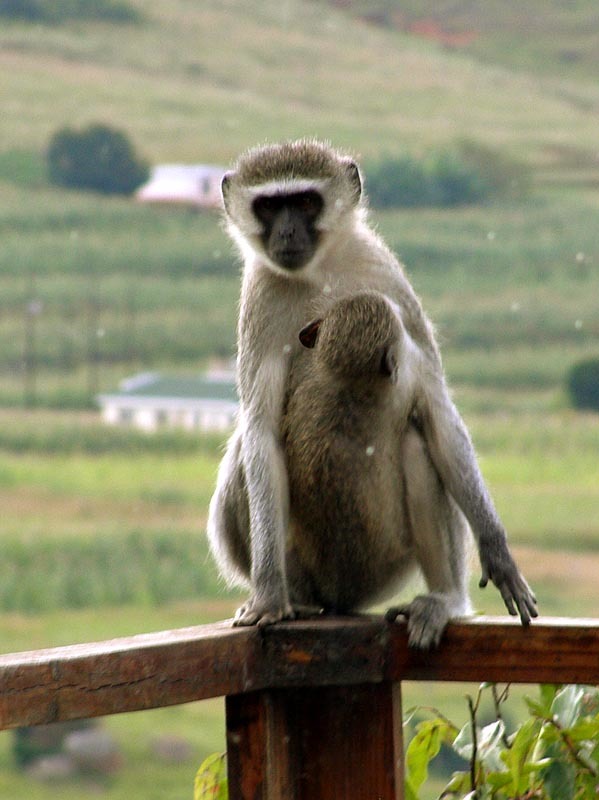 Image of Vervet Monkey