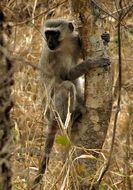 Image of Vervet Monkey