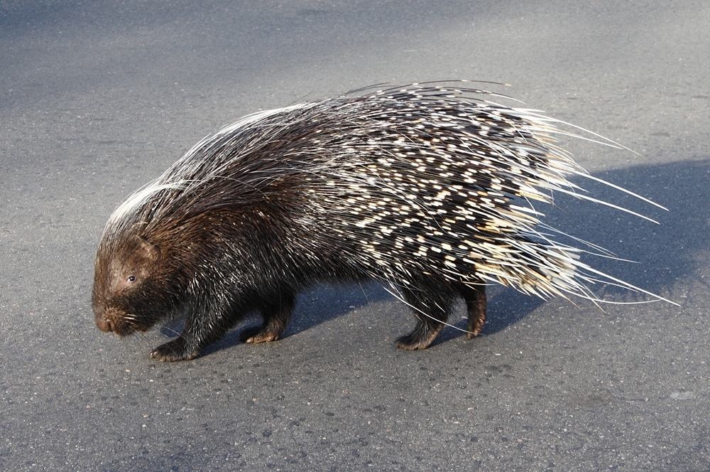 Image de Porc-épic du Cap