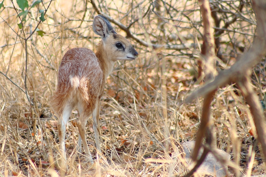 Image of Sharpe's Grysbok