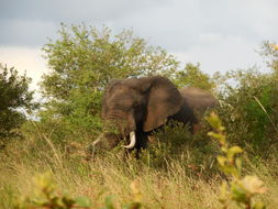 Image of African bush elephant