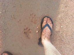 Image of African Clawless Otter