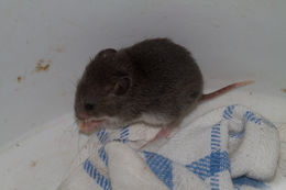 Image of Pouched Mice