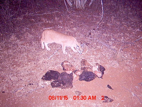 Image of Caracals