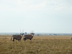 Image of Gemsbok