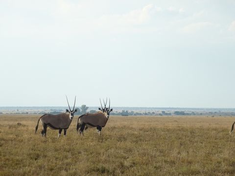 Image of Gemsbok