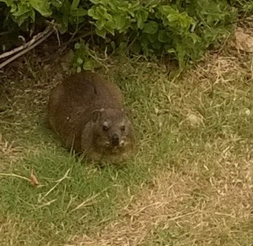 Image of Rock Hyrax