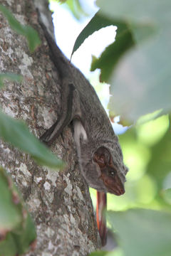 Image of Mauritian Tomb Bat