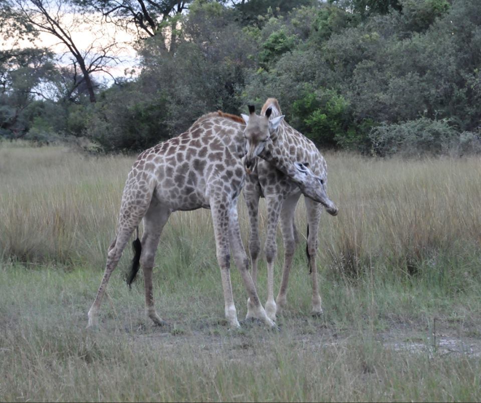 Image of Angolan Giraffe