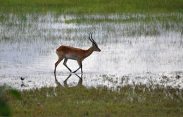 Image of Red Lechwe