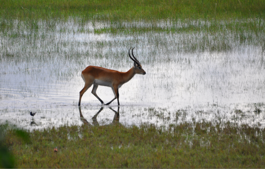 Image of Red Lechwe