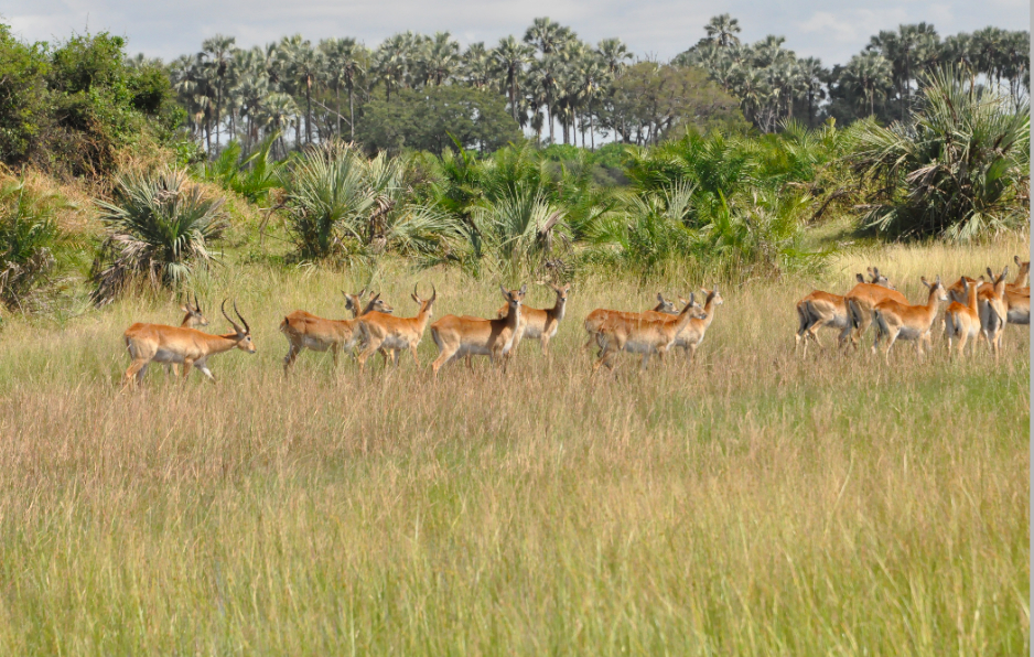 Image of Red Lechwe