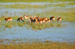 Image of Red Lechwe