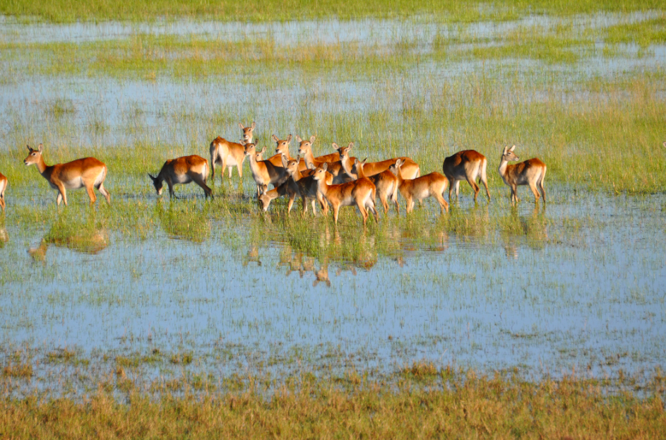 Image of Red Lechwe