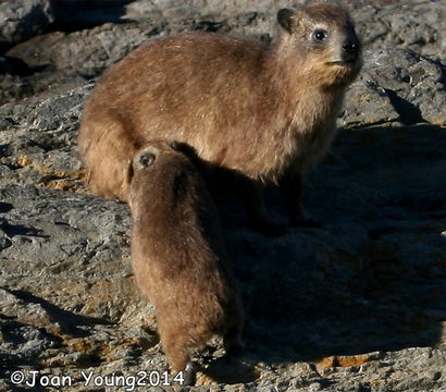 Image of Rock Hyrax