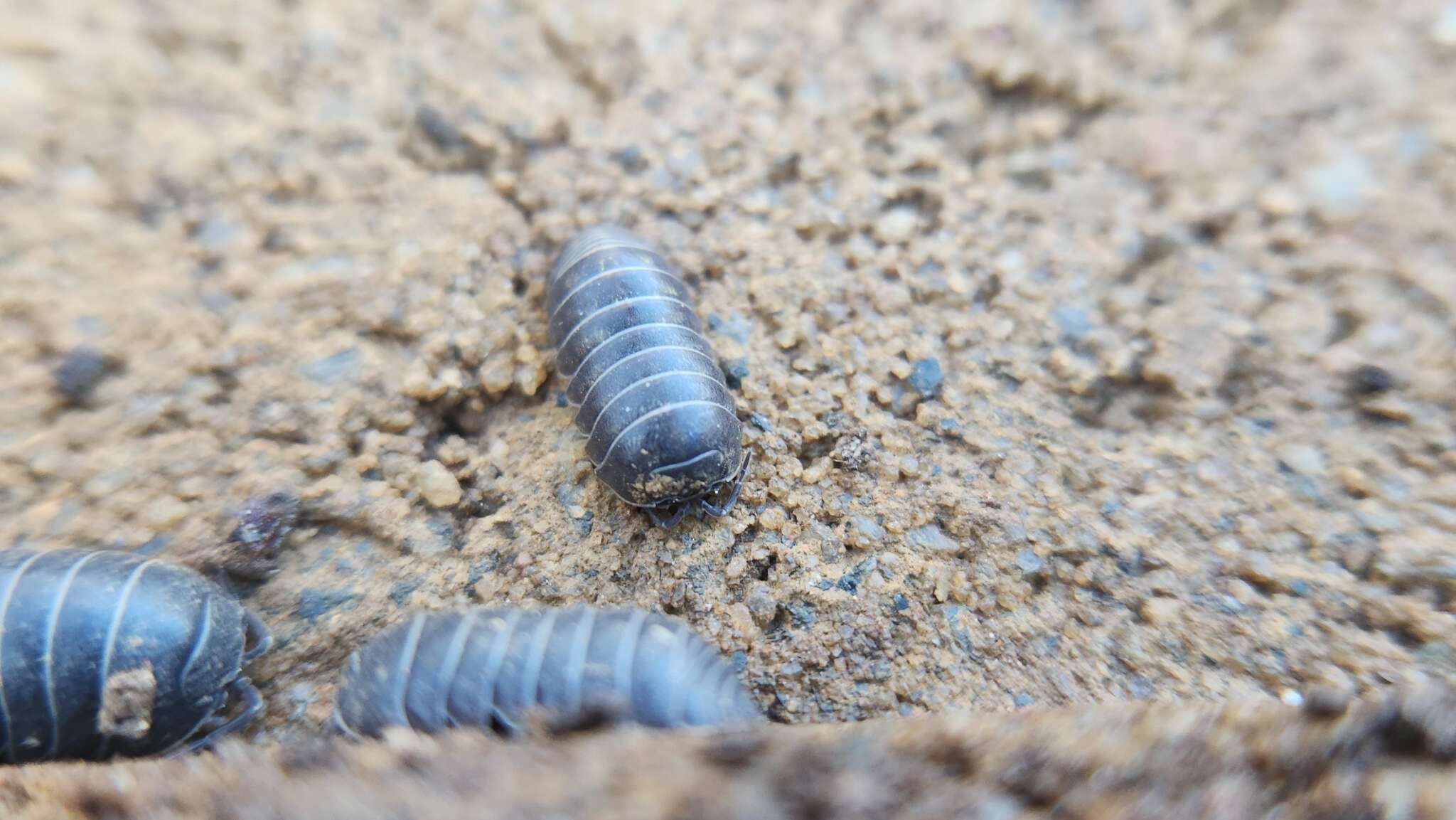 Image of Pill woodlouse