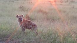 Image of Spotted Hyaenas