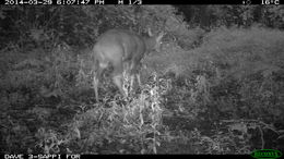 Image of Bushbuck