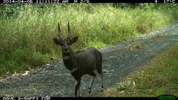 Image of Bushbuck