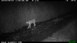 Image of Caracals