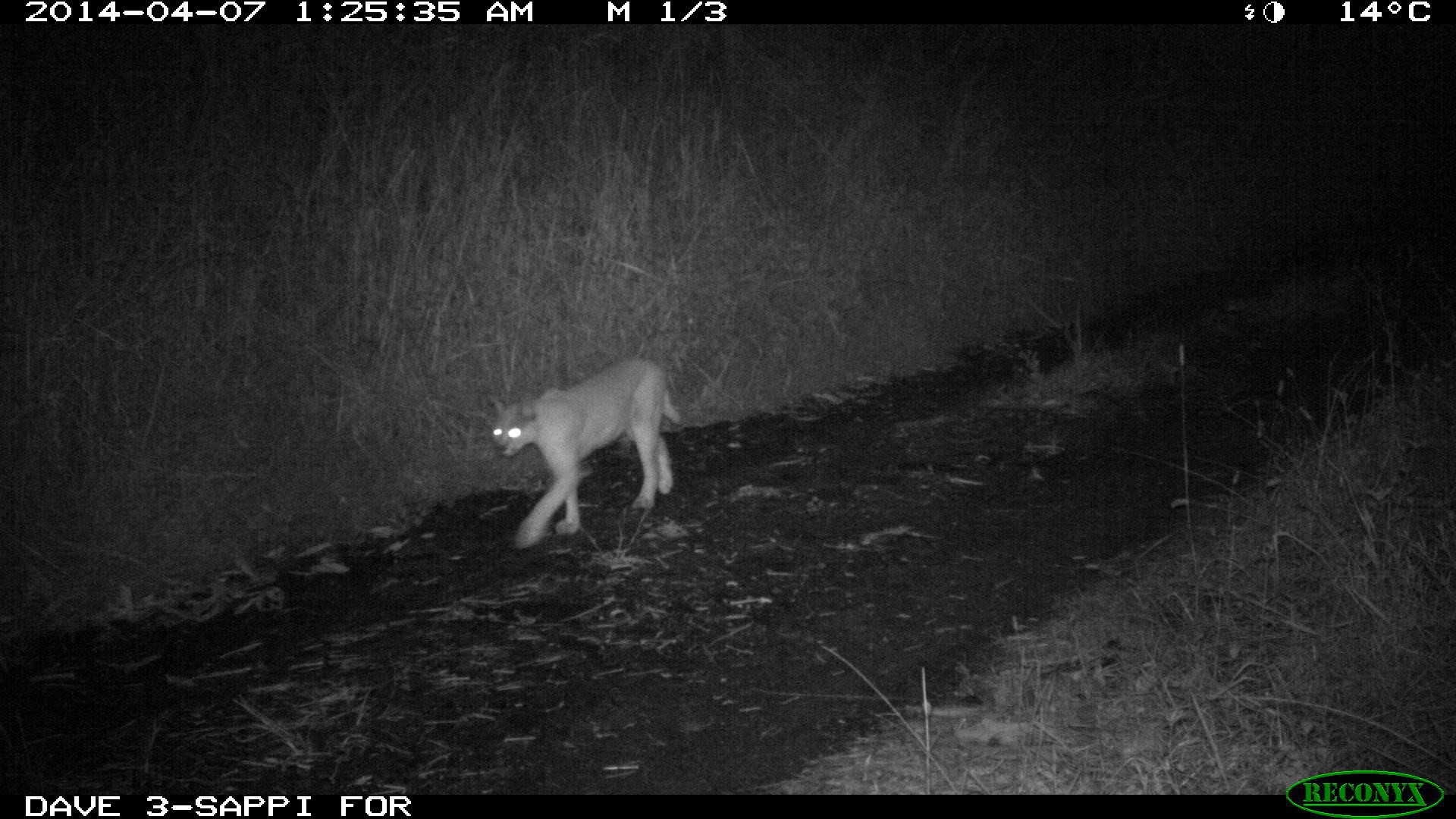 Image of Caracals