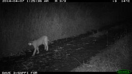 Image of Caracals