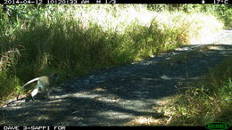 Image of Vervet Monkey