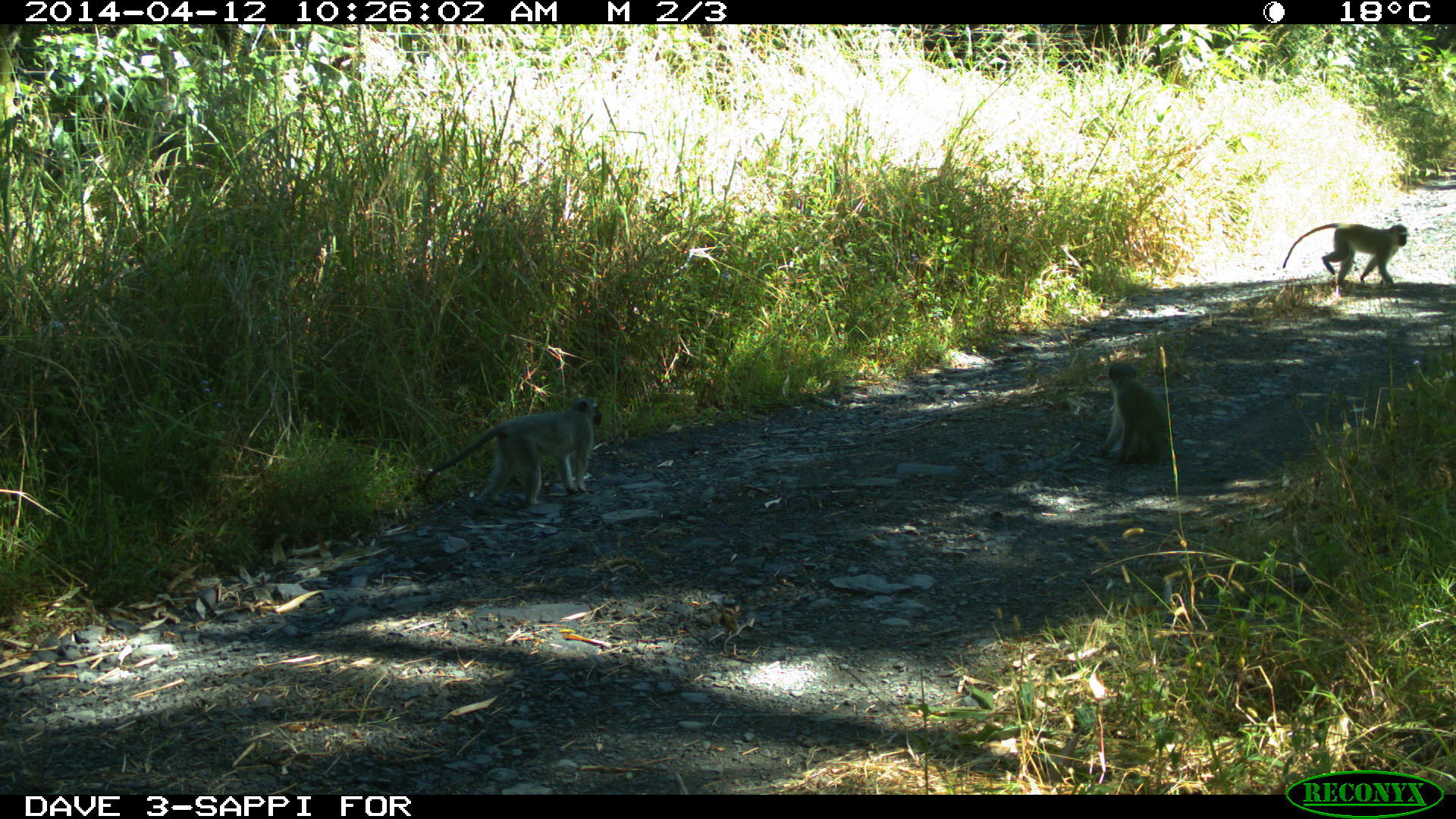 Image of Vervet Monkey